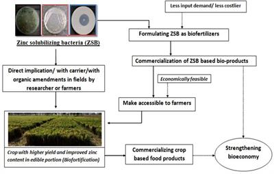 Contemplating the role of zinc-solubilizing bacteria in crop biofortification: An approach for sustainable bioeconomy